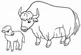 Yak Coloring Pages Kids Cow Highland Colouring Voluminous Color Clipart  sketch template