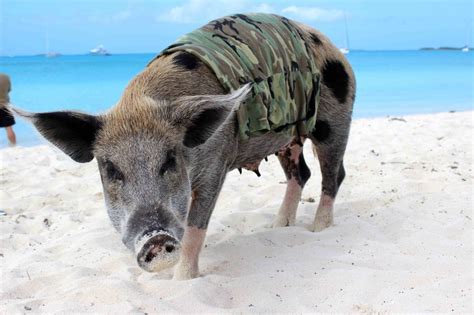 Reenacting the Bay of Pigs Invasion with pigs - jeremiah hulsebos-spofford