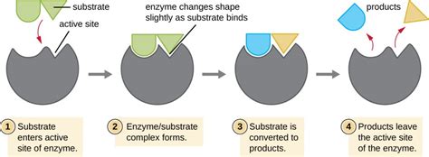 8.1 Energy, Redox Reactions, and Enzymes – Microbiology: Canadian Edition