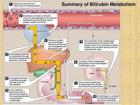 Bilirubin metabolism