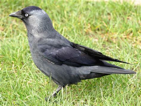 Jackdaw Symbolism: 7 Spiritual Meanings of Jackdaw