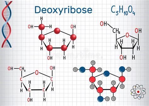 Deoxyribose Sugar Stock Illustrations – 38 Deoxyribose Sugar Stock ...