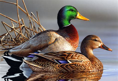 duck paintings | South Dakota man takes second in 2011 Federal Duck ...