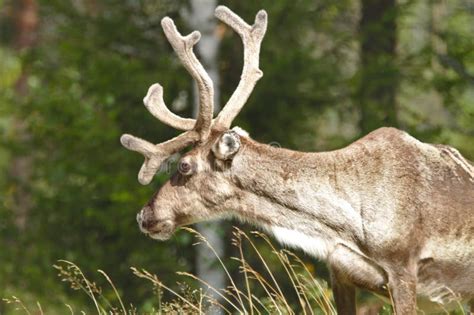 Arktiska renar fotografering för bildbyråer. Bild av glaci - 14475905