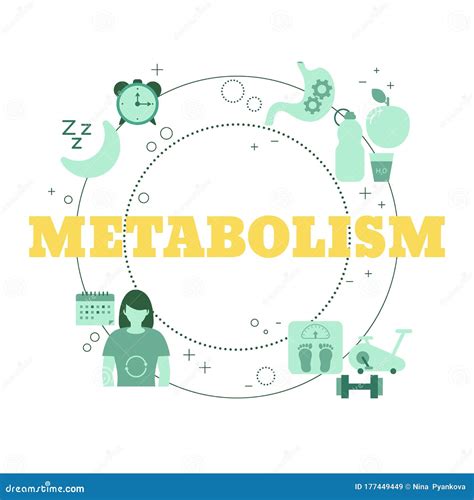 Metabolism Concept Vector Illustration Diagram,biochemical Body Cycle.Eating Healthy,drinking ...