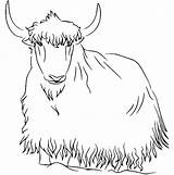 Yak Coloring Pages Printable For Free Download sketch template
