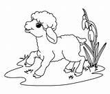 33 Lamb Coloring Pages  Free & Printable For Kids And Adults sketch template