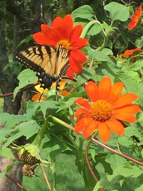 A Day at Longwood Gardens Is Just What We Need Right Now - NJ Family