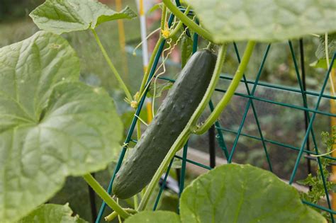 Growing Cucumbers in Container Gardens