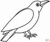 Crow coloring page  Free Printable Coloring Pages sketch template