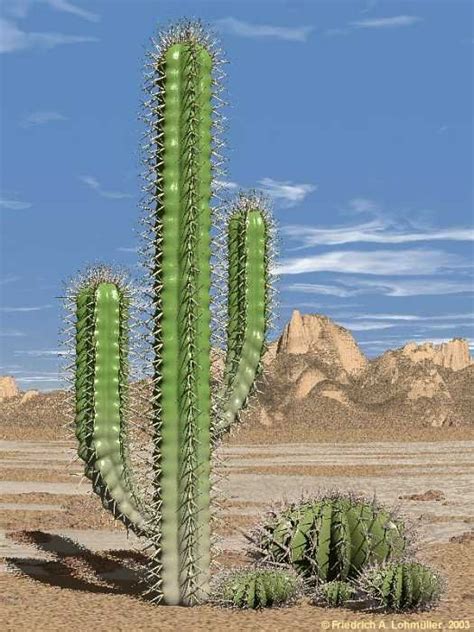cacti and succulents | Cactus plants, Cactus, Desert plants landscaping