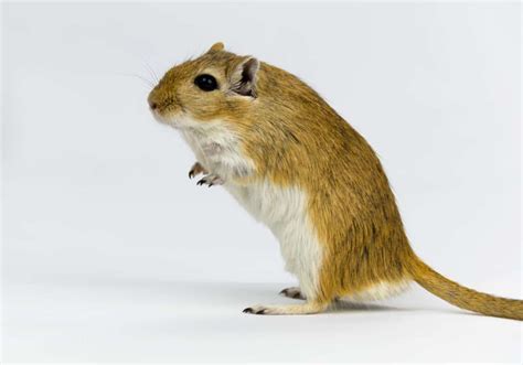 All Gerbil Colors And Patterns (With Pictures) - The Pet Savvy