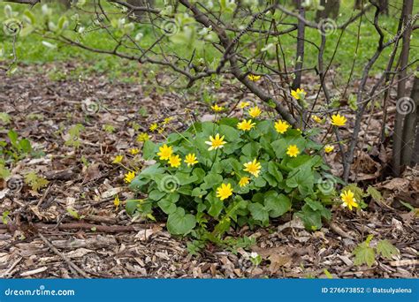 Marisma Con Flores Amarillas. Foto de archivo - Imagen de hierba, cubo ...