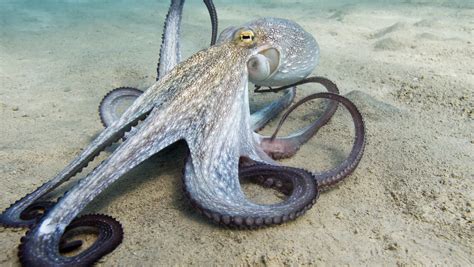 Here's How An Octopus Regrows Its Arms