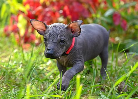 5 Hairless Dog Breeds You Still Want to Cuddle – PureWow