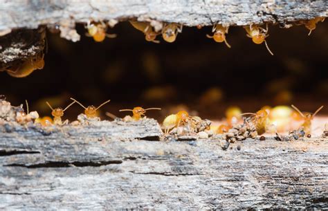 How to Prepare for Florida's Drywood Termite Swarm Season