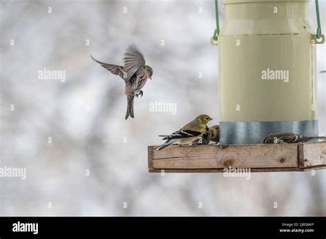 Redpoll, Pine Siskin,birds at feeder competing for food, batling ...