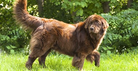 Newfoundland Breed Guide (Lifespan, Size & Characteristics)