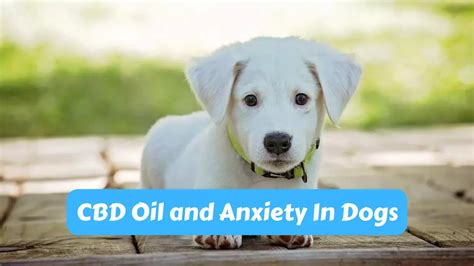 CBD Oil and Anxiety In Dogs - Best Family Pets