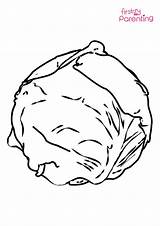 Cabbage Coloring Pages Drawing Lettuce Template Colouring Kids Fresh  sketch template