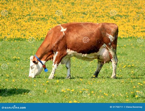 Cow Eating Dandelion Flowers by Spring Weather Stock Image - Image of head, udder: 31750711