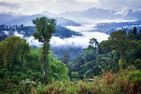 Net zero emissions target in peril as tropical forests absorb less CO2 ...