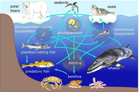 Arctic Ocean Animals And Plants