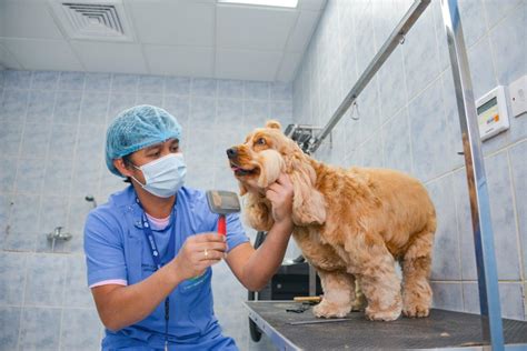 Pet Care Center | Abu Dhabi Falcon Hospital