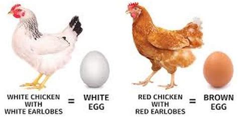 White Eggs Vs Brown Eggs