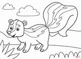 Skunk Coloring Page  Free Printable Coloring Pages sketch template