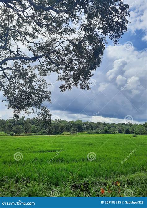 Village Farm Landscape Trees Hills Forest Multiple Shades of Green ...