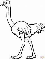 ostrich coloring pagegif 2033×2652  Coloring pages Animal sketch template