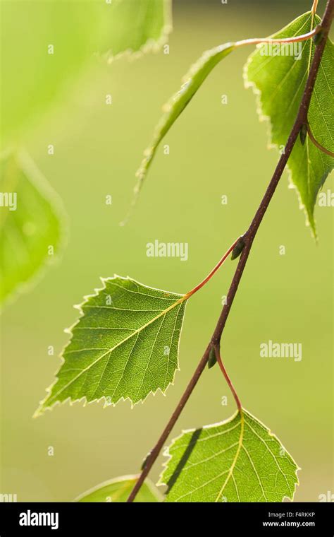 Close up of leaves of birch tree hi-res stock photography and images - Alamy