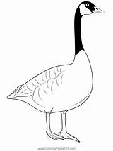 Giant Canada Goose Coloring Page For Kids  Free Swans And Geese sketch template
