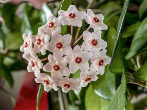 How To Grow and Care for Wax Plant (Hoya carnosa) | Florgeous