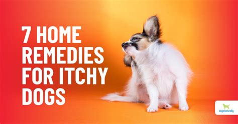 Top Home Remedies For Your Dog’s Itchy Skin - Dogs Naturally