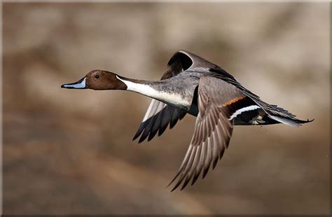 Gallery Northern Pintail Duck Flying