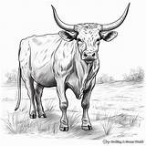 Longhorn Coloring Pages  Free & Printable sketch template
