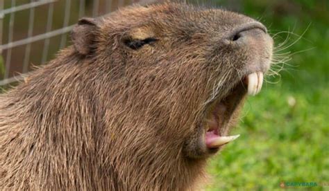 Capybara Teeth: Size, Count & Facts Explained