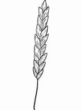 Wheat coloring Page  Free Printable Coloring Pages sketch template
