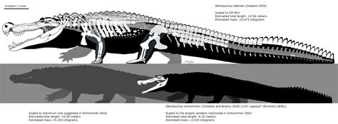 Deinosuchus Skeleton