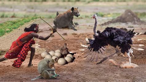 Interesting Ostrich Protect Eggs & Baby From Monkey, Hyena, Human ...