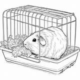 Guinea Pig eating Lettuce In Cage coloring Page Lulu Pages sketch template