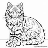Maine Coon Cat Coloring Pages  Free & Printable sketch template