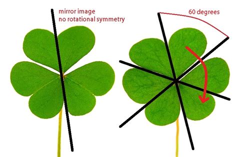 Radial Symmetry - The Definitive Guide | Biology Dictionary