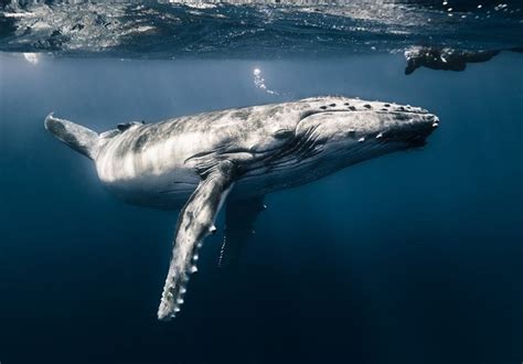 «تماشای نهنگ» در عکس روز نشنال جئوگرافیک- اخبار رسانه ها تسنیم | Tasnim