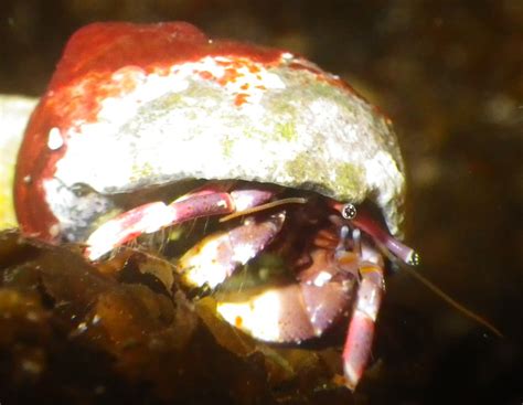 Hermit-Crab | Hermit-Crab Harmless, guileless hermit-crab, A… | Flickr