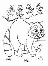 Raccoon Animals Coloring Page  Free Printable Pages sketch template
