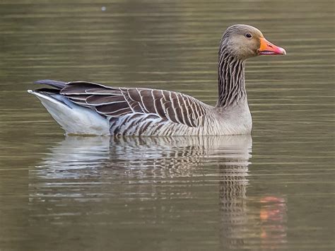 Greylag goose (Anser anser)