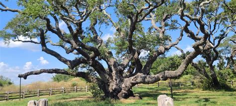 Live oak trees are a piece of Texas history